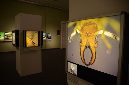 Wasp_exhibition__DSC3441